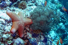 IMG_0858rf_Maldives_Madoogali_Plongee9_House reef north_Asterie et crinoide